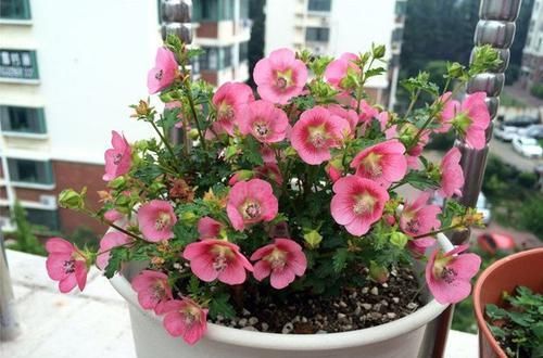  「美艳」春天养这几朵小花，随意养都爆盆，花色漂亮，观赏性极高，超美艳