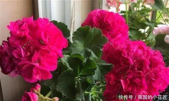 太漂亮@只养1种花,几平米阳台开成“花海”,真是太漂亮啦