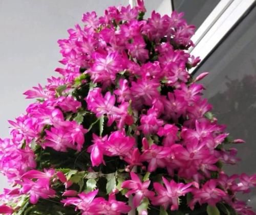  #朱顶红#春季养此款花卉，花大服盆快，花色艳丽，花开枝繁叶茂