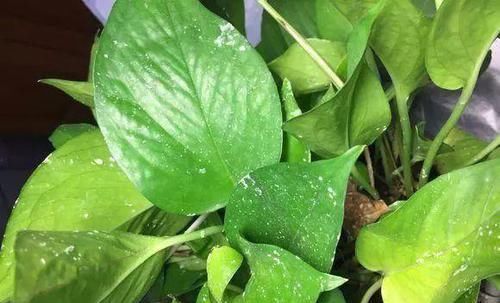 土壤■用这3种蔬菜,制作“杀虫剂”,能杀菌能驱虫,白粉病也不怕