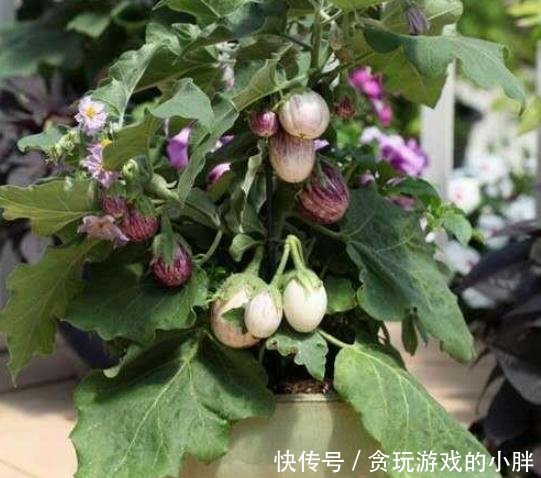  果实：阳台种植蔬菜首选白蛋茄，好看又美味，邻居见了表示羡慕！
