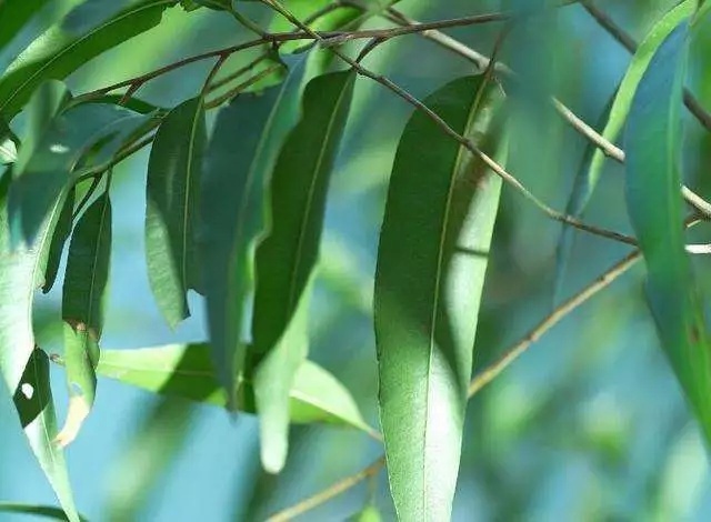 皮肤不会喊痛, 但如果出现这几个征兆, 说明脸上螨虫已经躲不住了