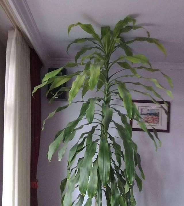  「适合」最好养的盆栽植物，一个月不浇水也能活，适合室内栽种！
