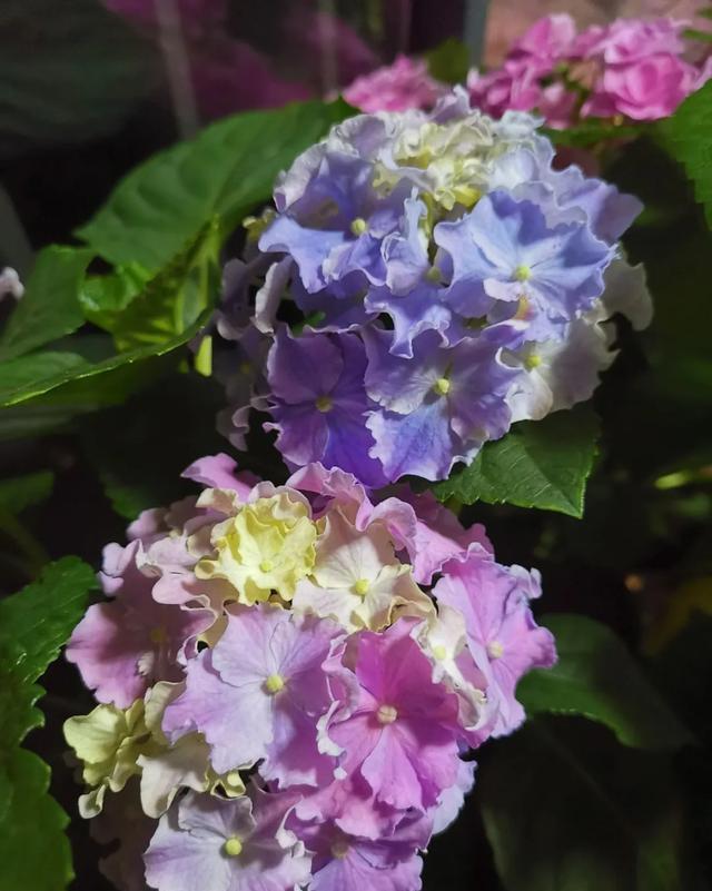 #图片作者#有一颗爱花的心,就算只有个封闭小阳台,也能养出一片花海!