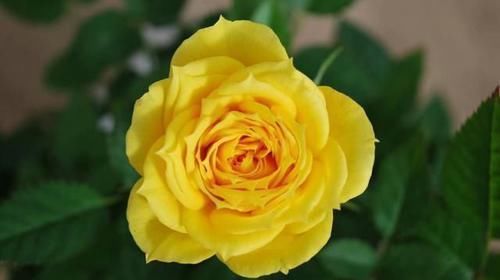  『艳丽』此花颜色异常艳丽，花期长，花味清雅，容易养成花海