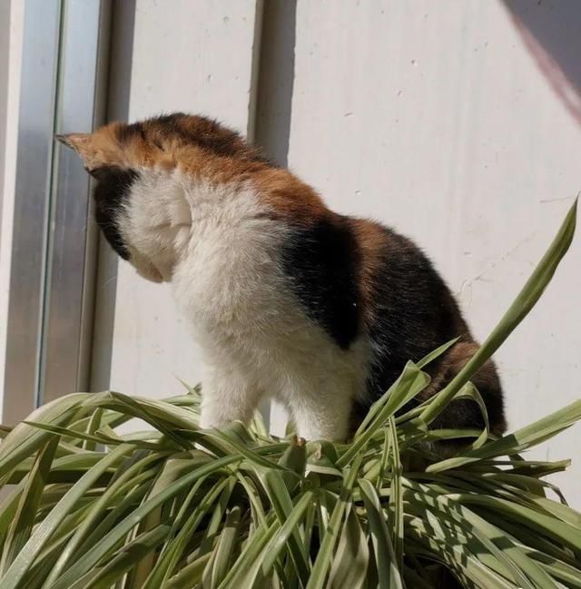  「图片作者」10种花，春天不能晒，躲屋里最安全！