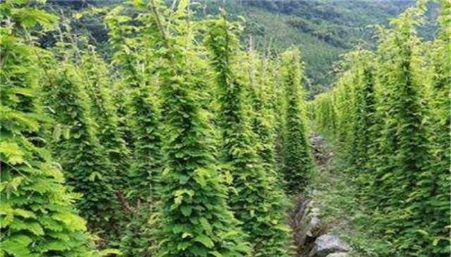  「种植」以前农村随处可见的野草，现在被大面积种植，很多人喜