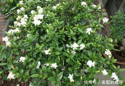  家里■家里养花选它，养20年都不黄叶，开花香一辈子，养成传家宝！