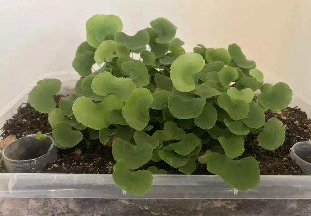 「荷叶铁线蕨」6种适合卫生间养的蕨类植物,耐阴好养活,杀菌去异味!