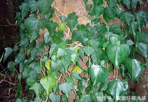 「中华常春」12种常春藤,每种都这么美,必须养一盆!