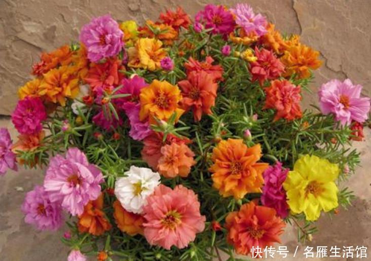  【就可以】4种花“随手”掐根枝，插土里就活，7天生根，立夏花开爆满盆！