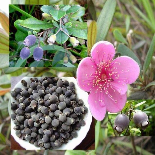  「果实」它珍贵稀少，果实可泡酒“祛风除湿”，若见到记得只采