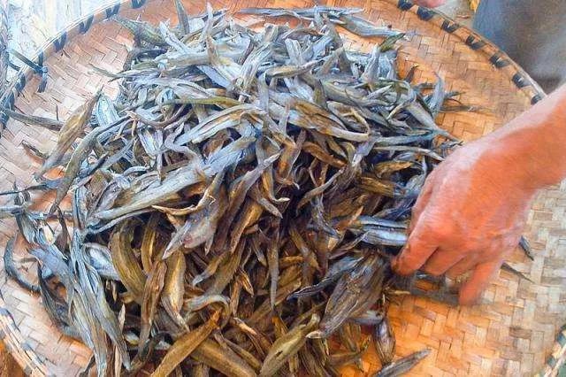  「泥鳅」农村一种体型像刀的鱼，市面上70元1斤，为何没人敢养？