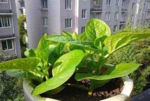  #蔬菜#阳台种菜，用一个小方法，种的菜长得又肥又壮又旺，收获真多