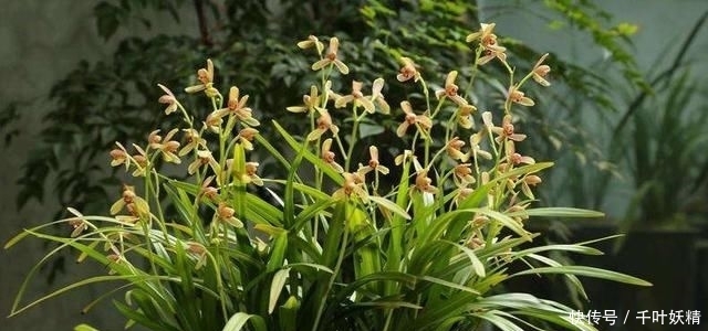 「花芽分化」兰花最怕“什么肥”,牢记3要点,受益无穷