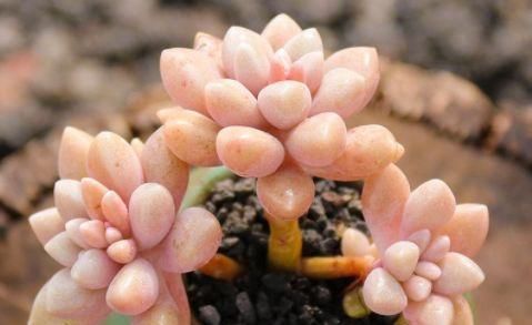  #绚丽多姿#这些花朵适合春天养，堪称花界“劳模”，花期长花色艳，绚丽多姿