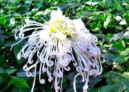  「喜欢」喜欢菊花，首选此款“菊中精品”白龙细爪，似无暇美人，洁白美艳