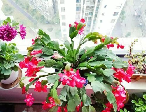  #长寿花#养花记住3个小技巧，茶花再难也能养好，开花多得不见叶！