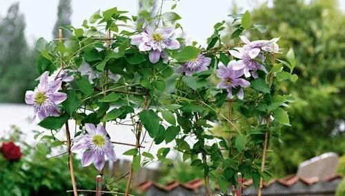  扦插：藤本女王铁线莲这样养，当年开花，花色多彩艳丽，气味芳香怡人