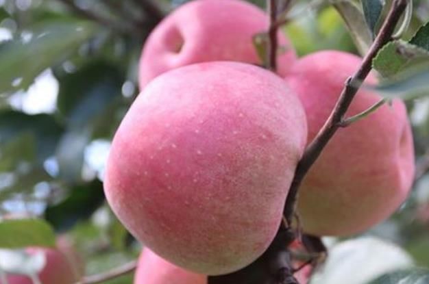 陕西 “美人县”,据说是貂蝉故里,世代盛产美女是为何?