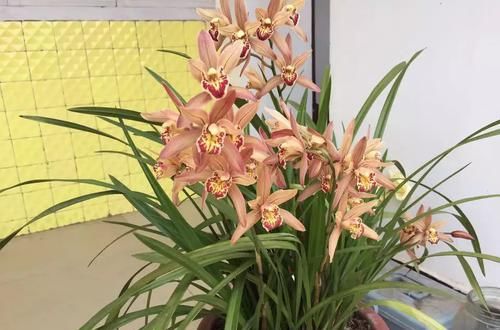  【发芽】只有根系没有叶片的兰花还能养吗？挖个坑埋起来，一个月见惊喜