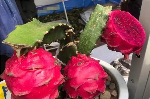  「增加光照」这水果太贵了，吃完留下核，还能种盆栽！