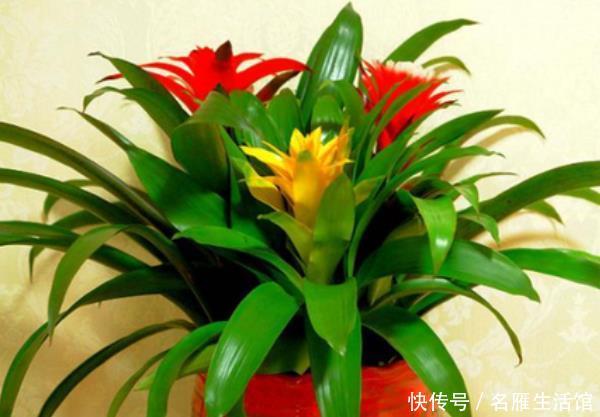  「家里」这些花草家里摆一盆，高雅大气上档次，个个都是“吉祥”花！