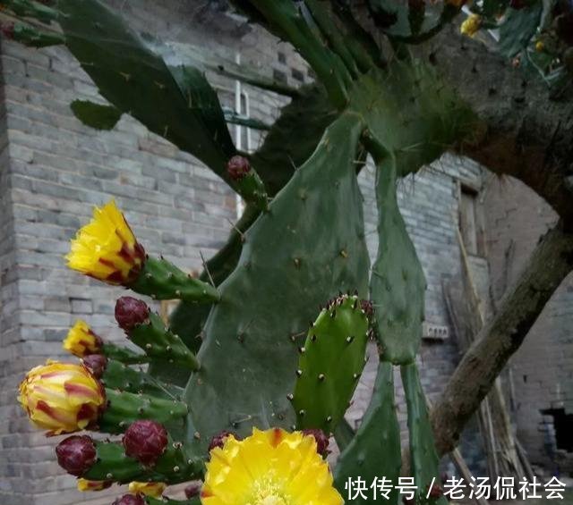『仙人』仙人掌薄成纸2个小方法,吃成大胖子,长成老树桩,挂满仙人果