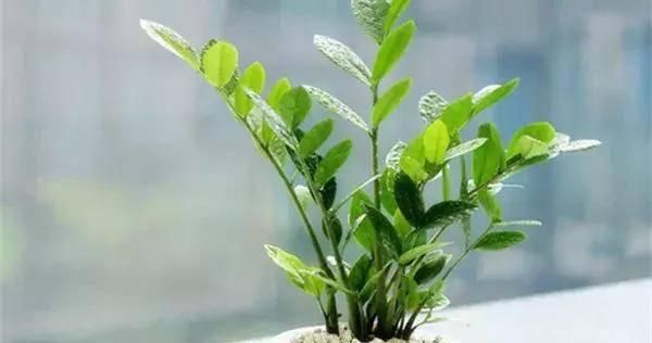  【搜罗】史上最全“懒人植物”大搜罗，看看哪盆才是你的心头好