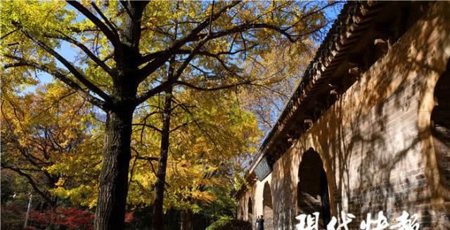 青黄不一，南京这条经典银杏大道为何颜值不在线？