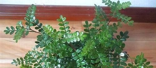  「枝条」折1根“神龙枝”插土，3个月长成清香木，不仅“安神”还能美容