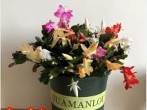  冬季养护■冬季适合养什么花卉？5款冬季开花花卉，总有一款适合您！