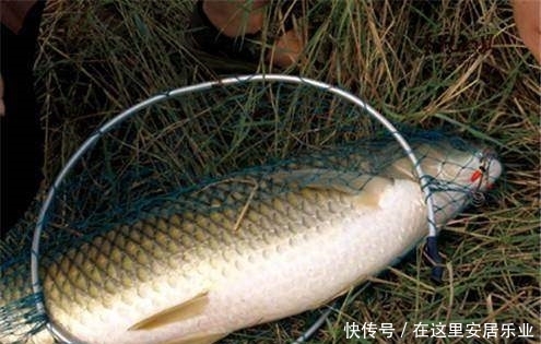 【大收获】怎样在大风中钓鱼，钓具配置跟饵料搭配都是关键
