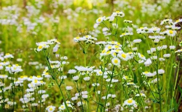  「春天」野菊花也有春天，一年蓬，可能是这个季节里最为常见最蓬勃的野花
