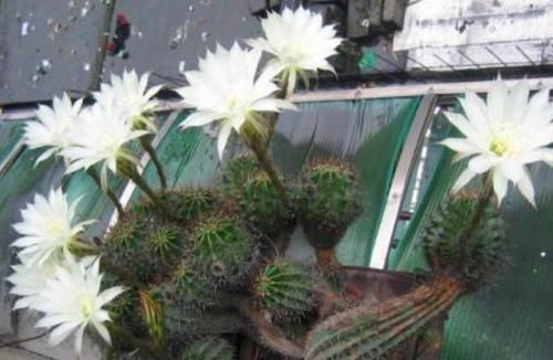  「花钱买」养这“3种花”，不用花钱买，只需摘一根枝，想养多少就养多少！