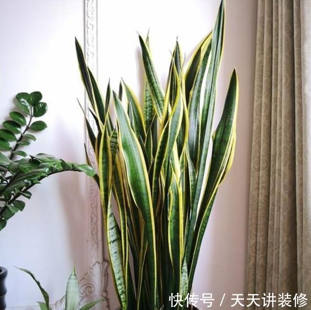  适合：三种“耐旱花”，少浇水反而长得旺，新手都适合养，真正的懒人花