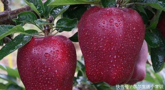  花牛|一斤8毛难卖，甘肃花牛滞销愁哭果农，花牛苹果有多“牛”