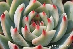 「光照」多肉吉娃娃还叫杨贵妃?喜欢你没道理,这样养一年四季状态美美
