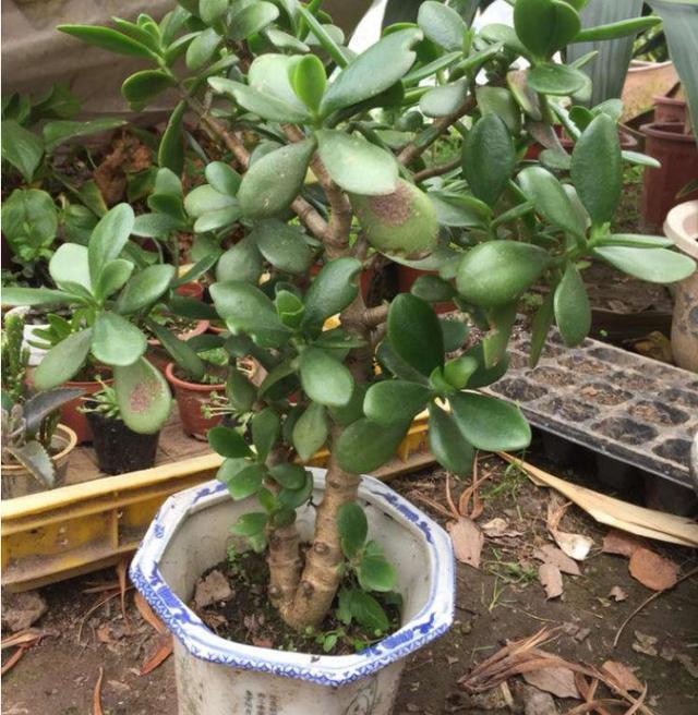  【适合】春节适合扦插的3种花，教你几个小技巧，成功率高让家充满色彩
