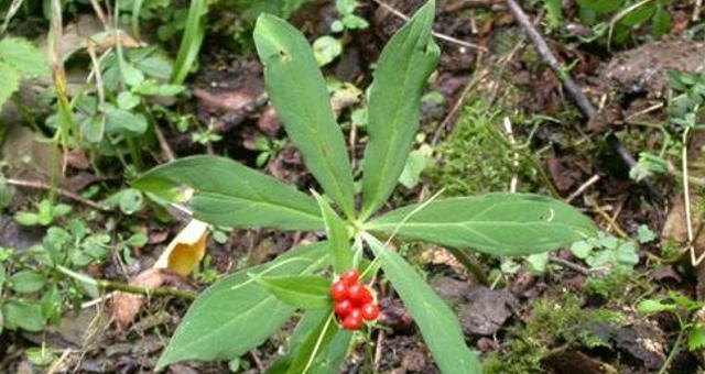 农村的一种野草, 从前在农村很常见, 现在卖到600元一斤!