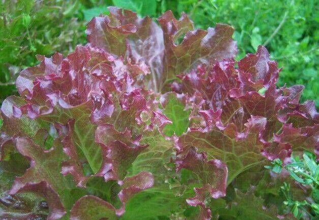 『蔬菜』你看过观赏蔬菜吗?如果在家种菜不好,那是观赏蔬菜