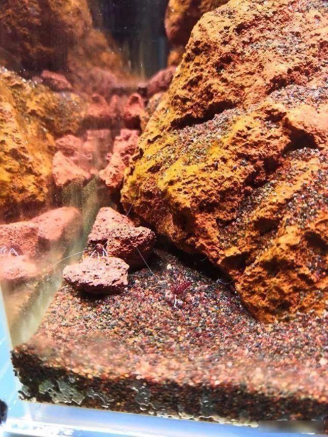 「养草」从养鱼到养草，从雨林缸到水陆缸 | 10年水族之路