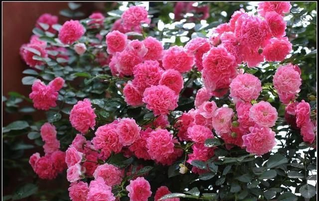  【花开】此花“天下第一香”，比桂花香10倍，花开180天，沾土就活！