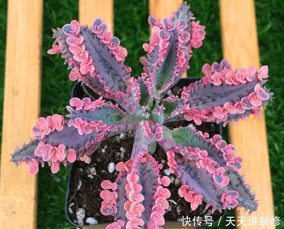 花盆|多肉中的“小强”,落地就生根,“霸占”你花盆,还能嫁接长寿花