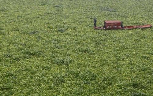 侵入我国的水葫芦，现在都到哪去了？老外：这就是中国人的智慧