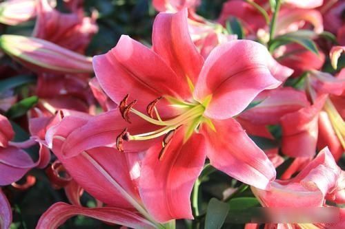 「寓意」花中仙子百合花,不为人知的历史背景,花艺插花中的花语及寓意