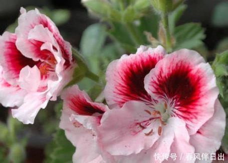  『妖娆』在家中养护花卉，就选择花色梦幻的花卉，妖娆优雅，非常的漂亮