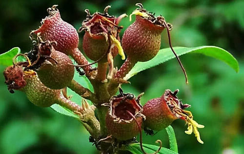 农村这种野生植物不但果实味道爽甜，价值用也很多，你有见过没