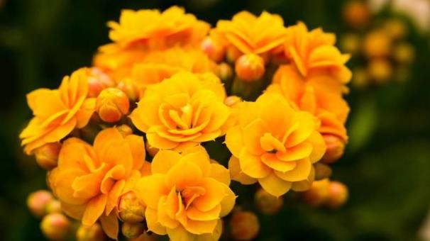  「小量」此花魅力十足，花比硬币小量达三百朵，爱的人越来越多，寓意特好