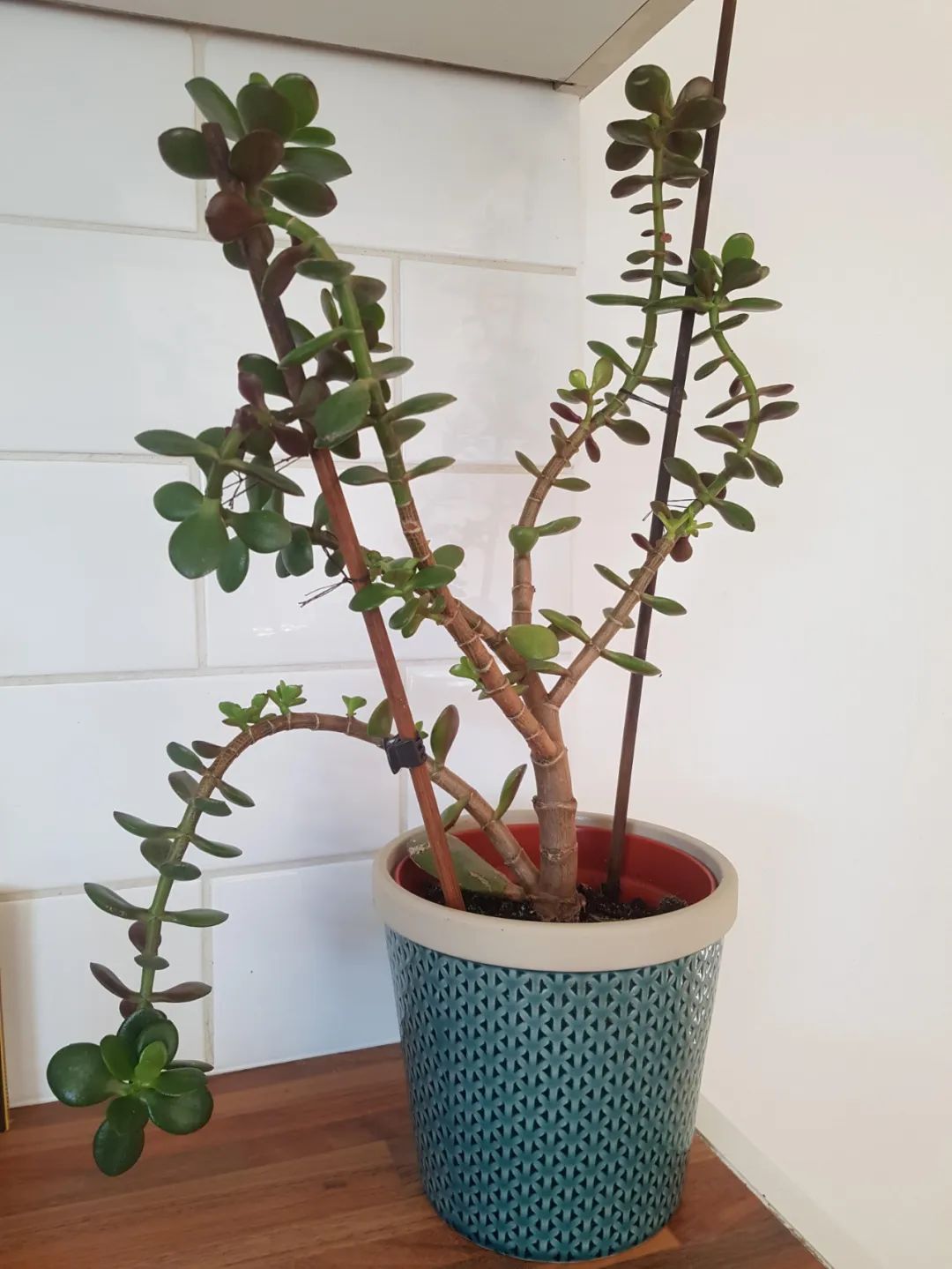  [肉质型]玉树的茎叶开始低垂，可能就是这几种原因引起的，看都怎么解决